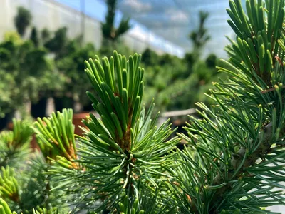 Сосна крымская 150/175 Pinus nigra subsp. pallasiana (К) — цена в LETTO