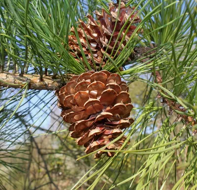 Сосна юньнаньская (Pinus yunnanensis). Самая красивая длиннохвойная сосна.  | ЛПХ «Лесная поляна» г. Калининград | Дзен