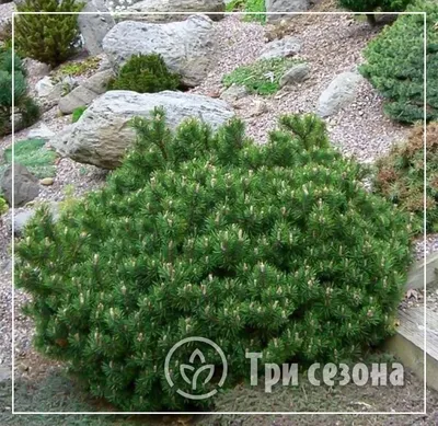 Сосна горная \"Гном\" ✓ купить саженцы в питомнике в Москве, Туле, Белгороде