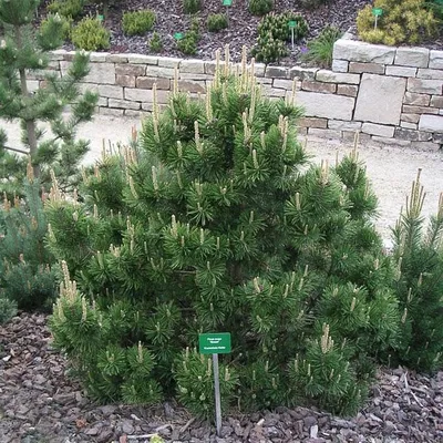Купить Сосна горная Гном Pinus mugo Gnom - в питомнике Флорини