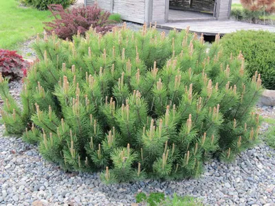 Сосна горная Гном Pinus mugo Gnom 5л (Н) — цена в LETTO