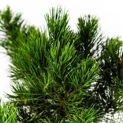 Сосна горная Колумбо — picea mugo columbo
