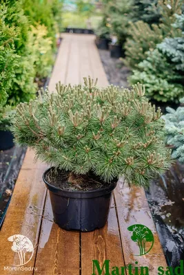 Сосна горная Гном (Pinus mugo Gnom) - «Не превратится ли Гном в великана? Сосна  горная Pinus mugo Gnom растёт у меня с 2013 года, давайте посмотрим какая  была и какая уже стала. » | отзывы