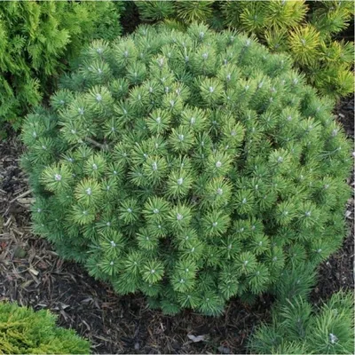 Сосна горная 'Гном' (Pinus mugo 'Gnom'): продажа, цена в Минске. Саженцы  декоративных деревьев и кустарников от \"ДревоБай\" - 96699675