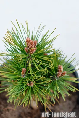 Сосна горная Гном Pinus mugo Gnom 5л (Н) — цена в LETTO