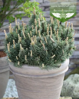 Pinus mugo 'Humpy', Сосна горная 'Хампи'