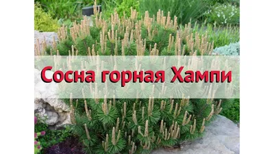 Сосна горная Хампи (humpy) 🌿 Обзор: посадка и уход. крупномеры сосны Хампи:  описание и особенности - YouTube