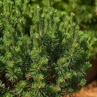 Крупномеры СОСНА ГОРНАЯ «МОПС» PINUS MUGO MOPS | Питомник Тайга