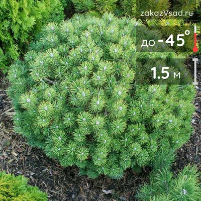Сосна горная 'Mops (Зонт)' - Pinus mugo 'Mops (Зонт)' - «Feel Green»