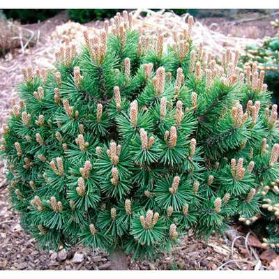 Сосна горная Мопс с доставкой! 🌱 [Р816517]