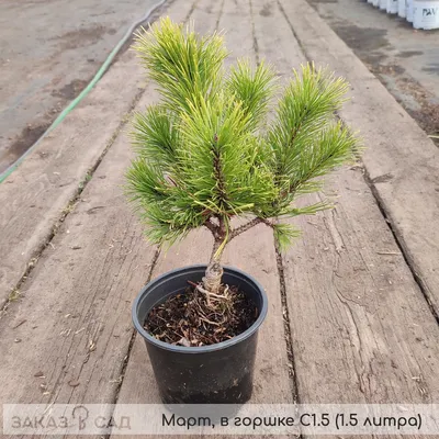 Сосна горная Мопс