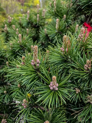 Сосна горная «Мопс» Pinus Mugo \"Mops\" C45L h 60-70 (ID#852003028), цена:  6500 ₴, купить на Prom.ua