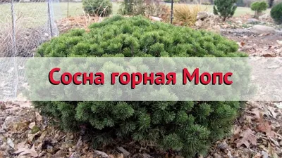 Сосна горная \"Мопс\" - РосЛесопитомник