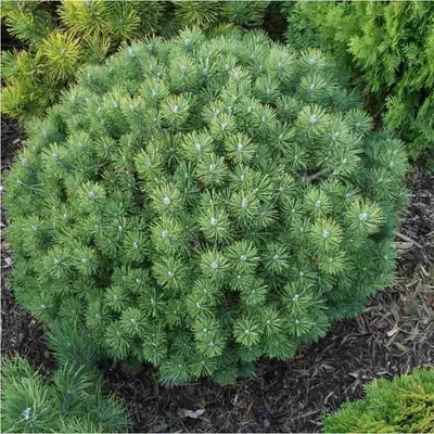 Сосна горная Мопс (mops) 🌿 Обзор: посадка и уход. крупномеры сосны Мопс:  описание и особенности - YouTube