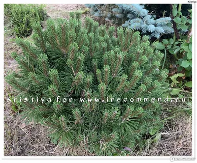 Сосна горная 'Mini Mops' - Pinus mugo 'Mini Mops', Со2 купить в Минске, цены