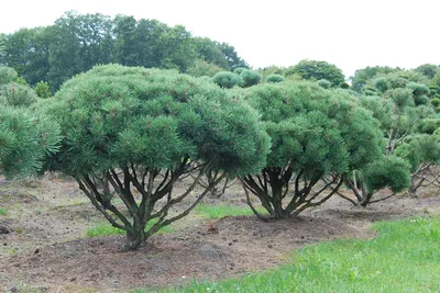 Купить Сосна горная Мини Мопс Pinus mugo Mini Mops - в питомнике Флорини