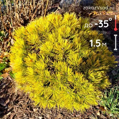 Купить саженцы Сосна горная Мопс с доставкой! | Florali-Flor