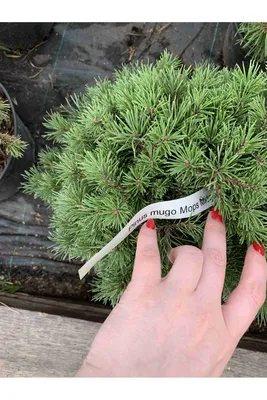 Сосна горная Мопс Pinus mugo Mops