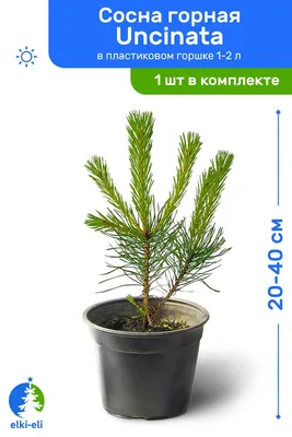 Сосна горная Унцината, С2 горшок, Н40-60 высота, 1 шт, Лето 2022 -  РусЭкспресс