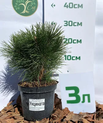 Сосна Горная Uncinata (Унцината) 20-40 см в пластиковом горшке 1-2 л,  саженец, хвойное живое растение - купить с доставкой по выгодным ценам в  интернет-магазине OZON (1126981352)