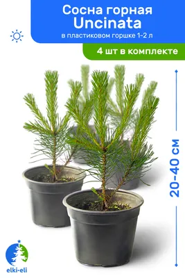 Сосна горная Uncinata (Унцината) - Зеленый сад