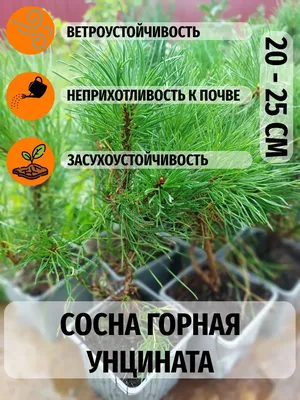 Купить саженцы Сосна горная Унцината 🌱по цене от 7 900₽ из питомника с  доставкой | Питомник «Зелёная Фазенда»