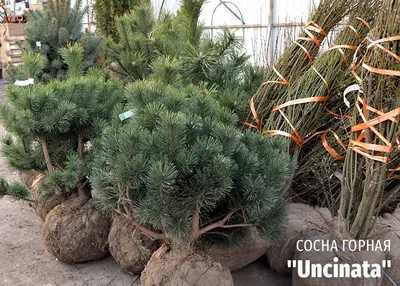 Сосна Горная Uncinata (Унцината) 20-40 см в пластиковом горшке 1-2 л,  саженец, хвойное живое растение, комплект из 4 шт — купить в  интернет-магазине по низкой цене на Яндекс Маркете
