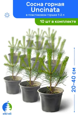 Сосна горная Карстенс Винтерголд (Pinus mugo Carsten's Wintergold)