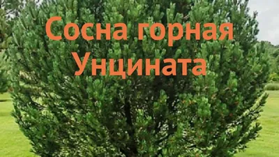 Сосна горная \"Ophir\" купить по цене 3500 рублей от питомника саженцев и  растений Центросад | Фото и консультация по уходу