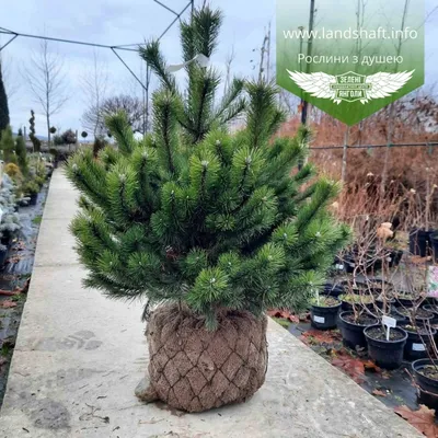 Сосна горная Varella купить в Москве саженцы из питомника Greenpoint24