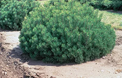 Сосна горная Унцината (pinus uncinata) 🌿 сосна Унцината обзор: как сажать  саженцы сосны Унцината - YouTube