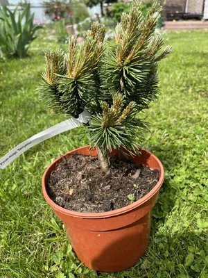 Сосна унцината (Много фото) - treepics.ru