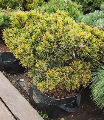 Pinus mugo uncinata, Сосна горная|landshaft.info