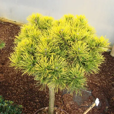 Сосна крючковатая Нана Мугус (Pinus uncinata Nana) — купите саженцы в  контейнере в Краснодаре - Прекраснодар — садовый центр в Краснодаре