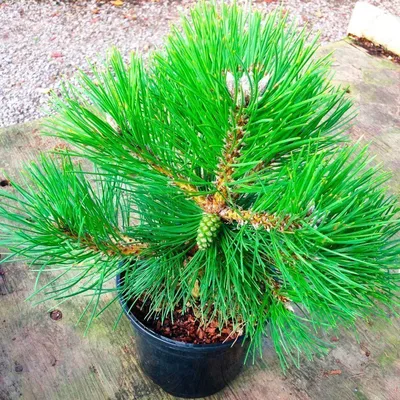 Сосна гималайская Гриффита (Pinus wallichiana Griffithii) С2  (ID#151921992), цена: 30 руб., купить на Deal.by