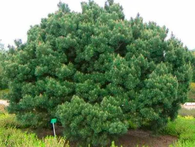 Купить саженцы сосны 🌲 по выгодной цене в Москве в питомнике «Растения для  сада»