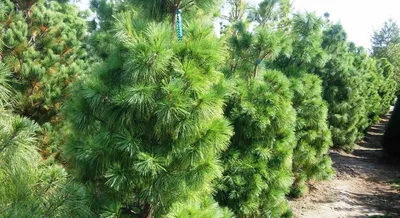 Сосна черная австрийская (Nigra)