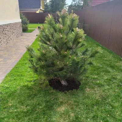 Сосна черная \"Глобоза\" (Pinus nigra Globosa) - Хвойные растения весна 2024  года - купить туи, сосны, ели.