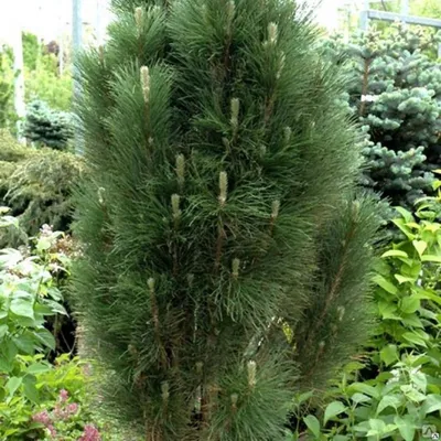 Сосна черная австрийская 80-100 см (Pinus nigra var. austriaca) С5 | XSV.BY