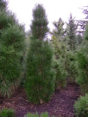 Сосна черная австрийская 80-100 см (Pinus nigra var. austriaca) С5 | XSV.BY