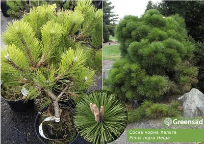 Сосна Черная (Pinus nigra) купить по цене 1.050,00 руб.. в Москве в садовом  центре