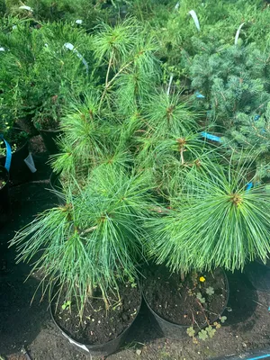 Сосна гималайская/Гриффита. (Pinus wallichiana/Griffithii) С2 купить в  интернет-магазине ЦВІТСАД с доставкой по Украине