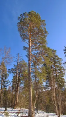 Сосна обыкновенная. Одно из самых древних растений Земли. — Алтайский  биосферный заповедник