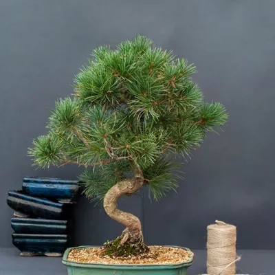 Сосна Крымская (Pinus Pallasiana) - КедровЪ ГрадЪ - питомник растений