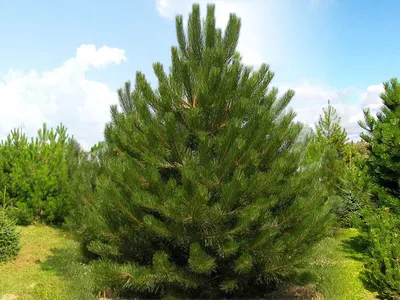 Саженцы, сосна обыкновенная (Pinus sylvestris), 10-15 см. купить с  доставкой по России, в Москву и СПб