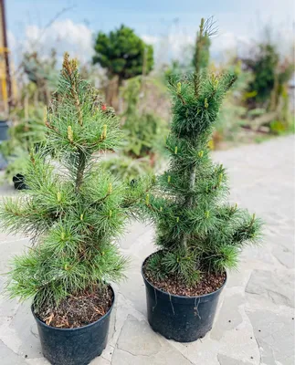 Pinus nigra 'Pyramidalis', Сосна черная 'Пирамидалис'|landshaft.info