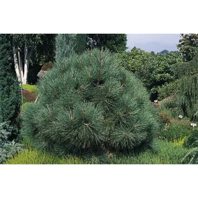 Сосна обыкновенная \"Pinus\" купить по цене от 5000 рублей в Москве и Мытищах