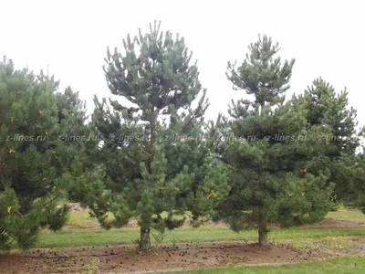 Pinus sylvestris, Сосна обыкновенная