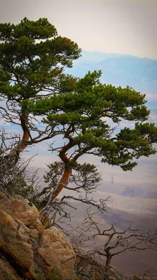 Сосна Кавказская (69 фото) - 69 фото