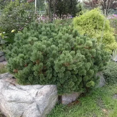 Сосна горная: купить саженцы 🌲 по выгодной цене в Москве в питомнике  «Растения для сада»